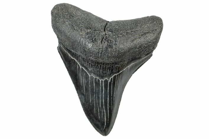 Serrated, Fossil Megalodon Tooth - South Carolina #306255